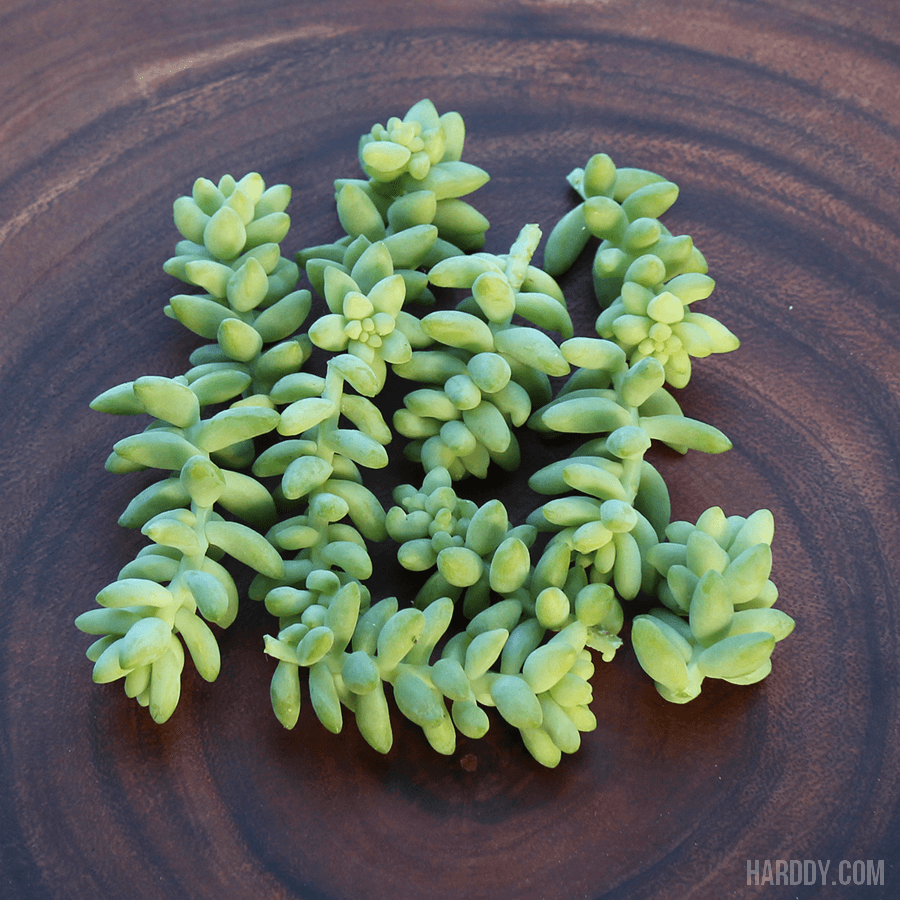 Burro's Tail