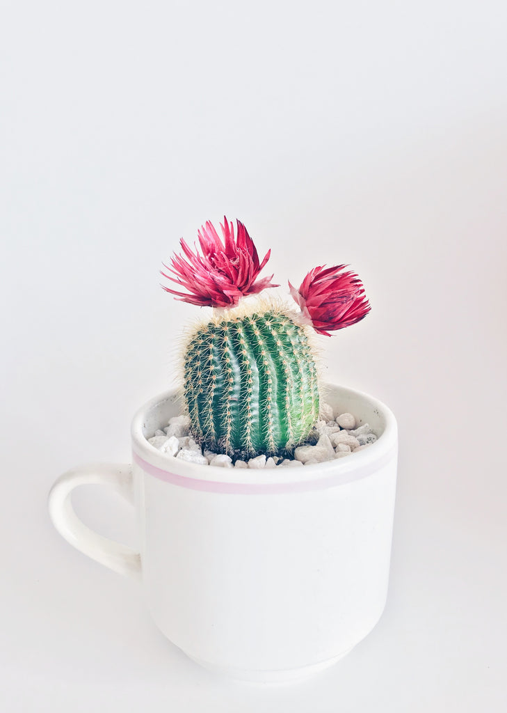 Cactus Mug